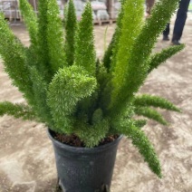 狐尾天冬基地直销精品绿植盆栽当天下单当天发货