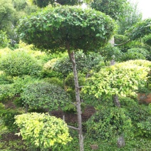 金叶榆造型树榆树造型风景树