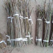 金蝉白蜡卵枝条，优质白蜡条，专业做孵化，有多年丰富养殖，