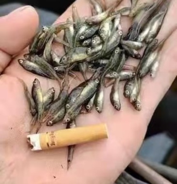 小山根鱼(规格2/3公分)鲜货需要联系