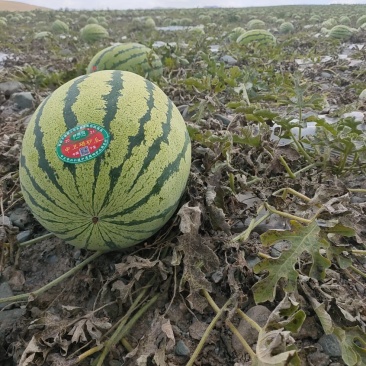 宁夏香山石缝瓜个头均匀糖度高!