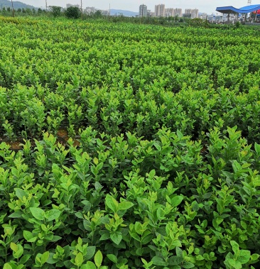 云南省澄江蓝莓苗基地直销珠宝优瑞卡春高灿烂