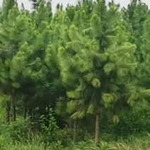 榔榆桩/绿化苗木/乔灌木/榆树/榆树树苗/绿化林木
