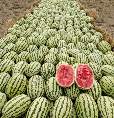 宁夏中卫市金城5号西瓜,现摘现发,生鲜超市专供,量大从优