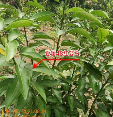 [柑橘枝条批发]丽红枝条,爱媛48红公主,西南之光,小原红枝条,可签合同