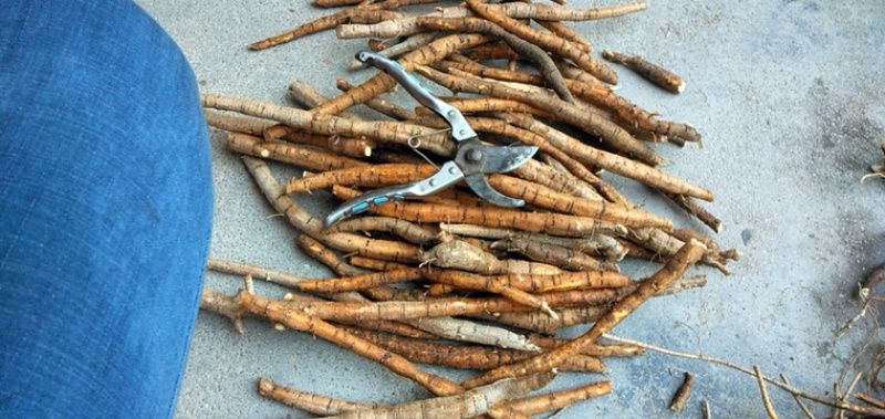 中药材牛大力种植基地在哪里