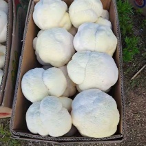 食用菌，蘑菇新鲜，猴头菇，新鲜蘑菇，基地直发，质量保证