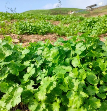 [香菜批发]香菜价格18.00元/斤 - 一亩田