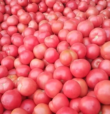 内蒙古赤峰硬粉西红柿