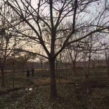 重阳木/绿化苗木/乔灌木/重阳木树苗/林木种子/原生态树