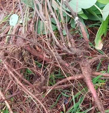 [千斤拔批发]小叶千斤拔价格9.00元/斤 - 一亩田