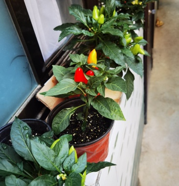 七彩椒五彩椒辣椒苗盆栽