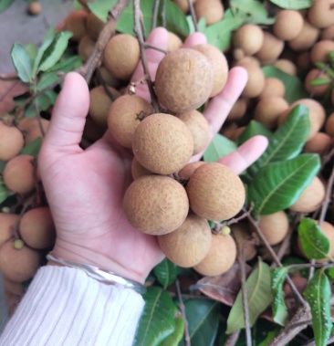 厦门同安特产凤梨穗龙眼