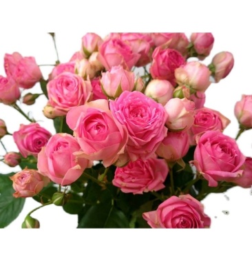 [丰花月季批发]粉色丰花月季 超感 超级多头四季开花阳台盆栽花卉绿植