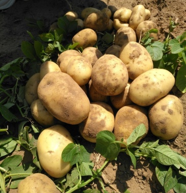 辽宁沈阳新民市物流运费待商议规格通货60斤立即订购韩香香个人等级:2