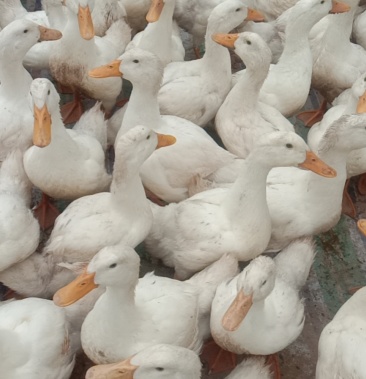 花边鸭,白色,重量4-6斤3000只