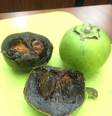 巧克力布丁果苗四季早生巧克力布丁果苗大果巧克力布丁果