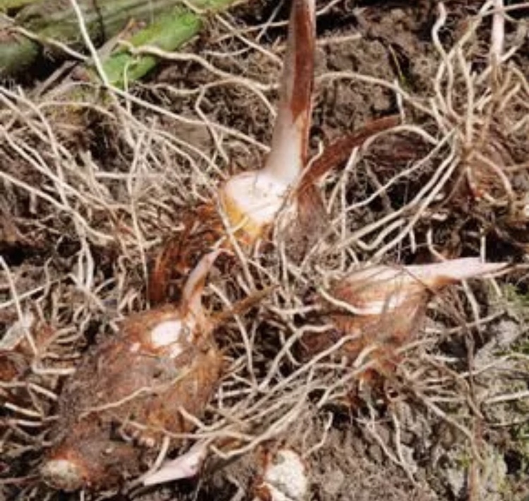 展示如何通过手感、表皮、芽点判断毛芋头品质 毛芋头挑选技巧示意图