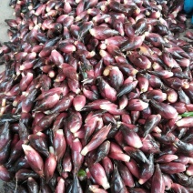 湖南特产新鲜阳荷姜农家野菜洋荷蘘姜阳和蔬菜