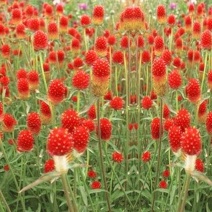 花种子千日红