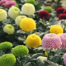 乒乓菊花种籽子四季开花易活花卉室内阳台七彩盆栽植物