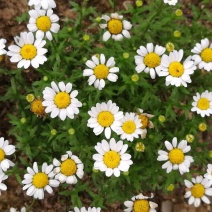 白晶菊花种子四季开花易活花种籽子庭院室外花籽阳台盆栽