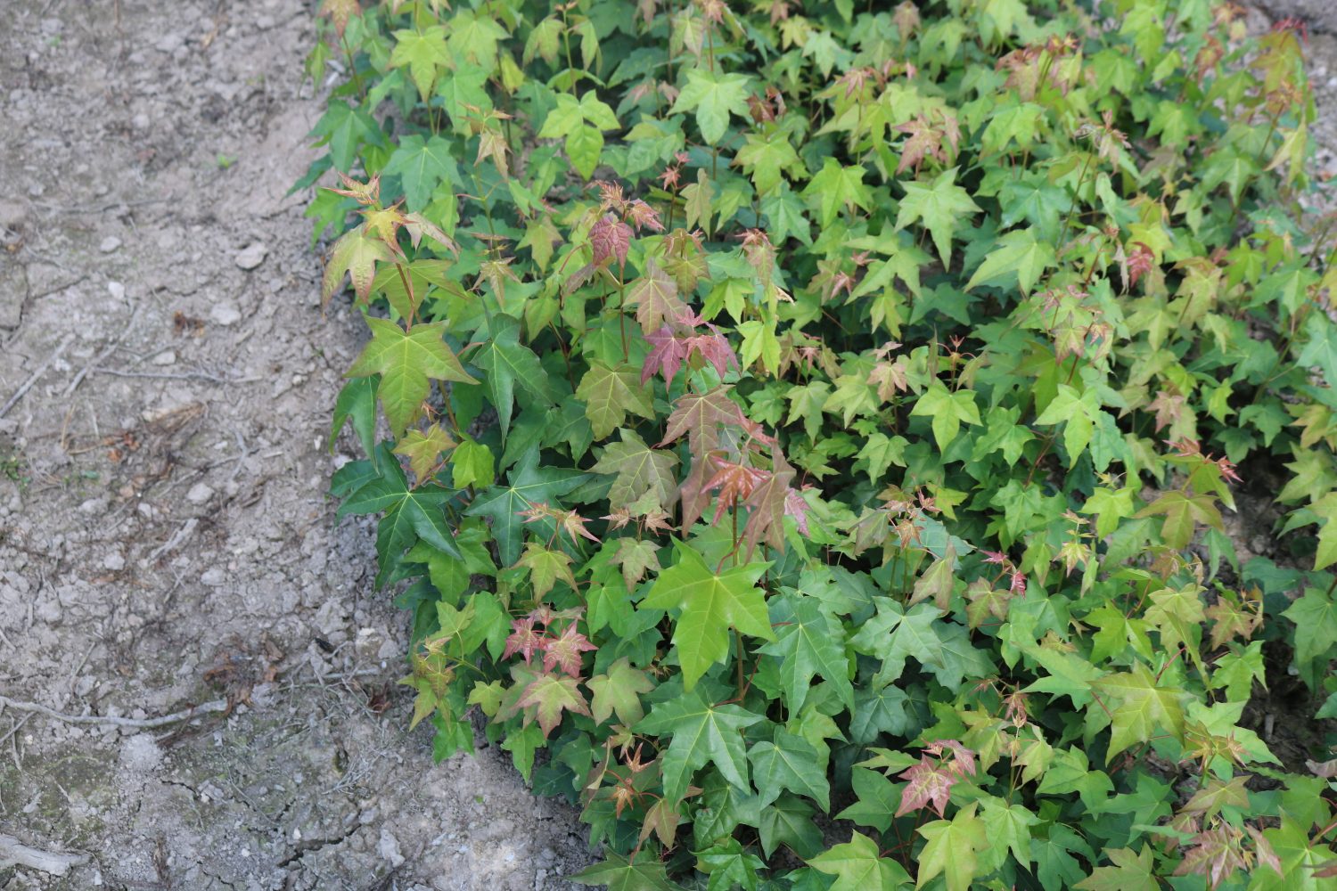五角枫嫩叶制成的茶叶,展示茶叶外形与冲泡后的茶汤色泽 五角枫嫩叶制成的茶叶
