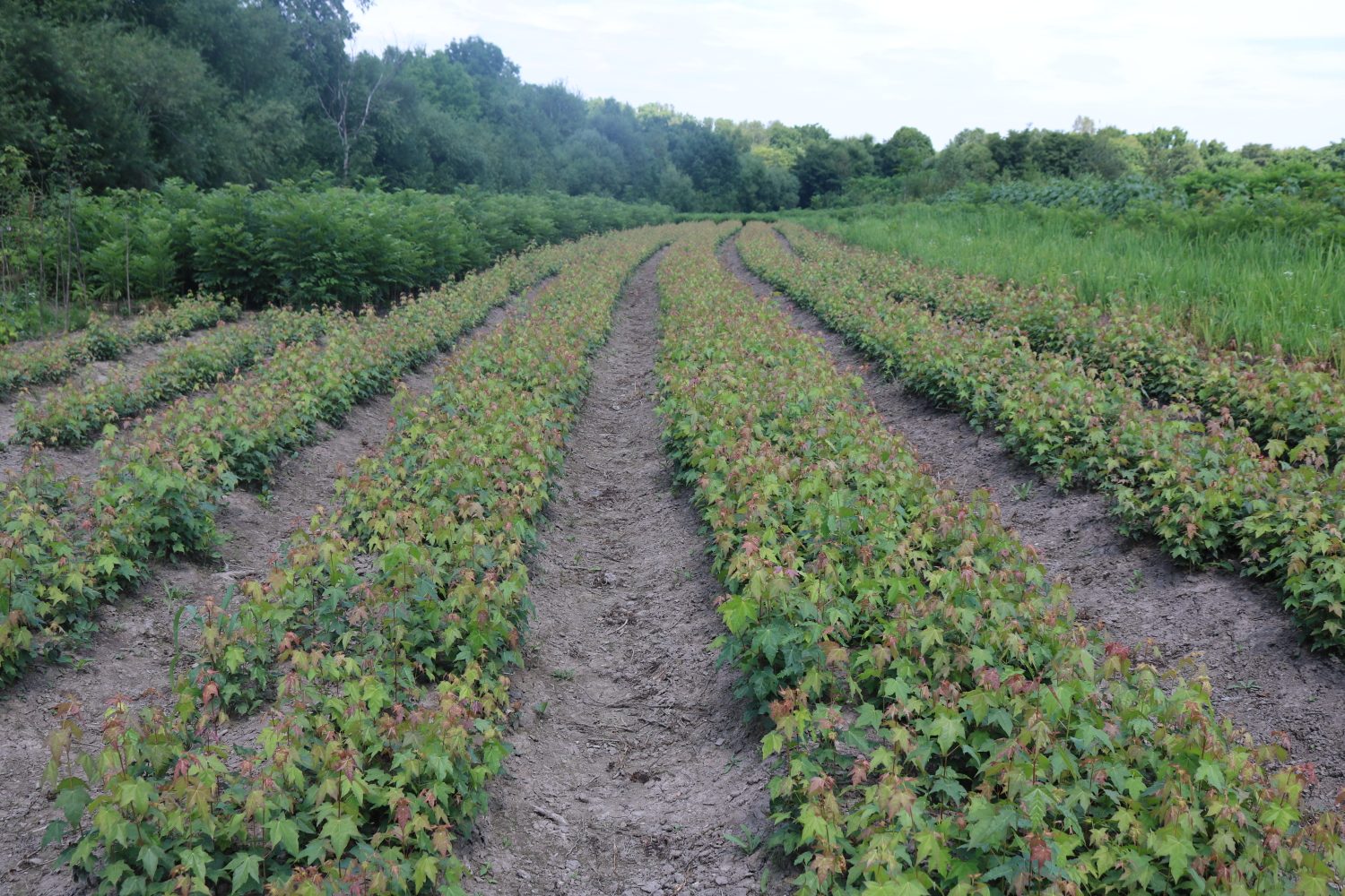 五角枫苗圃实景图