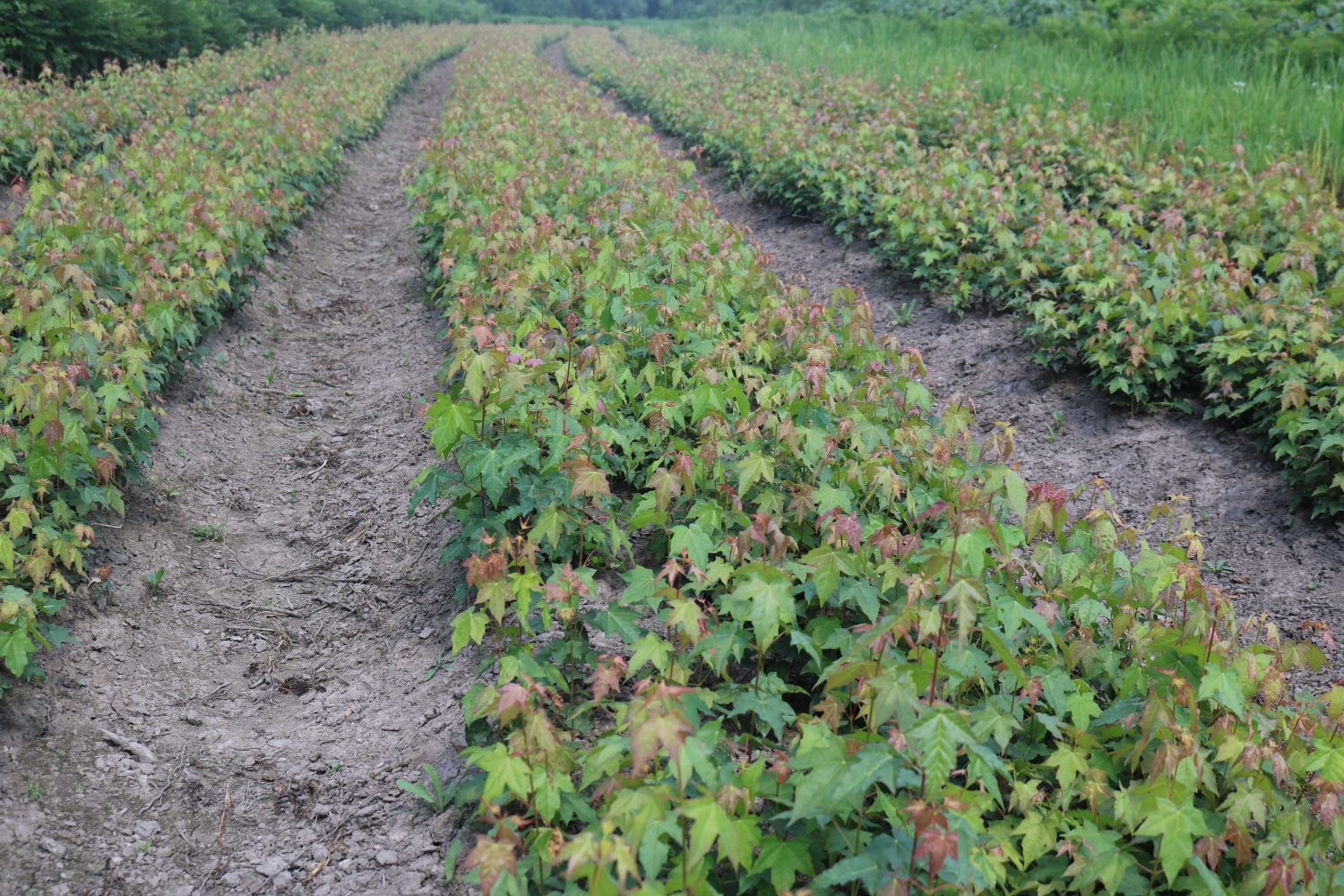 五角枫科研与育苗实验室