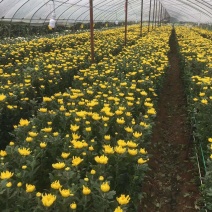 鲜菊花