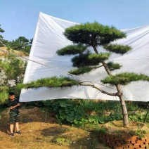 迎客松，造型松小精品，庭院景观松，别墅黑松，房地产黑松