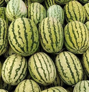 精品宁夏石头瓜!精品!只做质量,之做质量,不图价格!