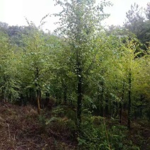 连香树/绿化苗木/乔灌木/连香树/原生态树苗/林木种苗