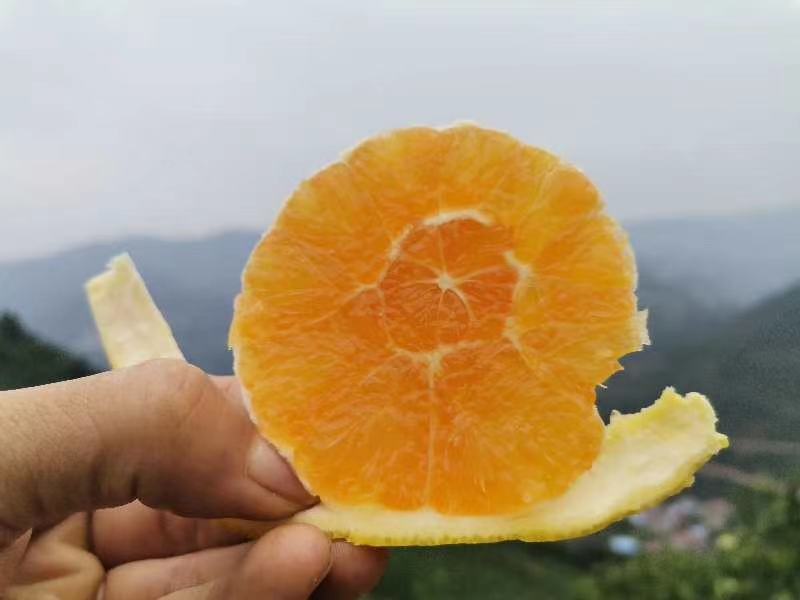 秭归脐橙秋季成熟挂果特写组图