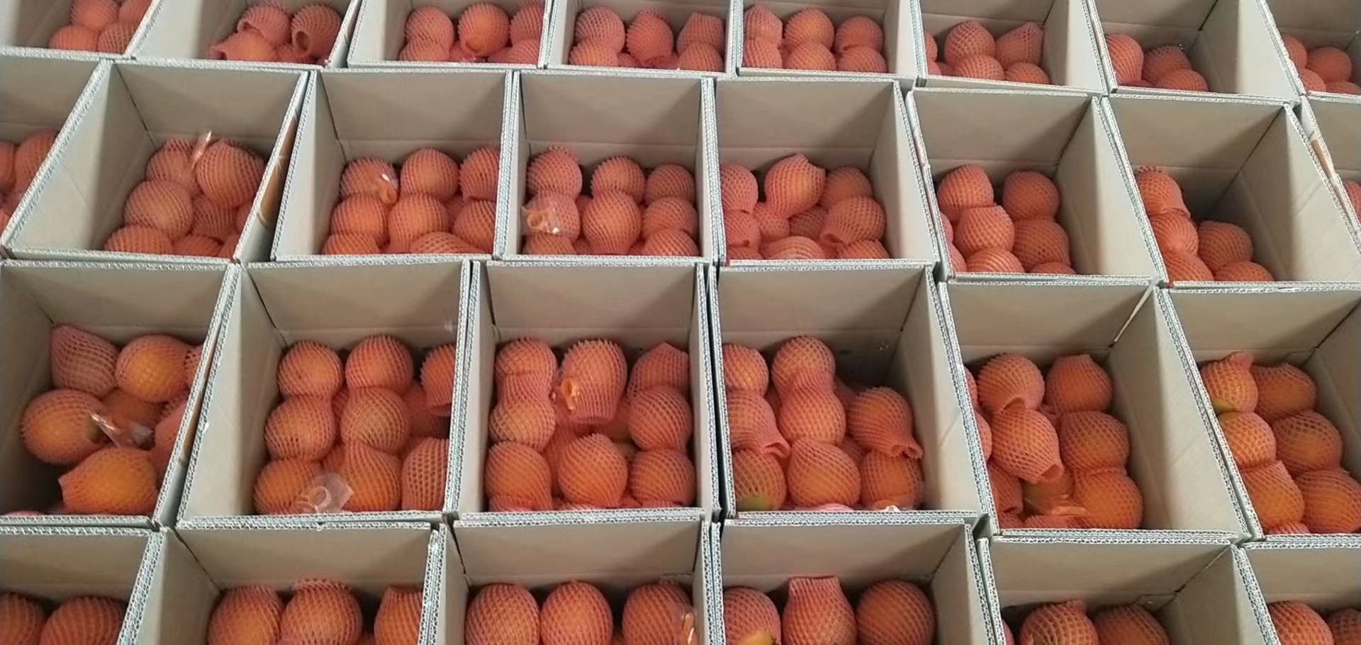 秭归脐橙电商打包发货现场