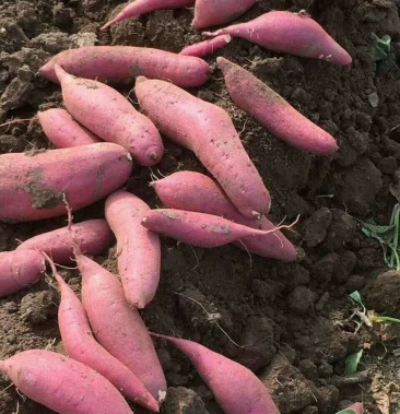 [批发]薯芋类价格0.80元/斤 - 一亩田