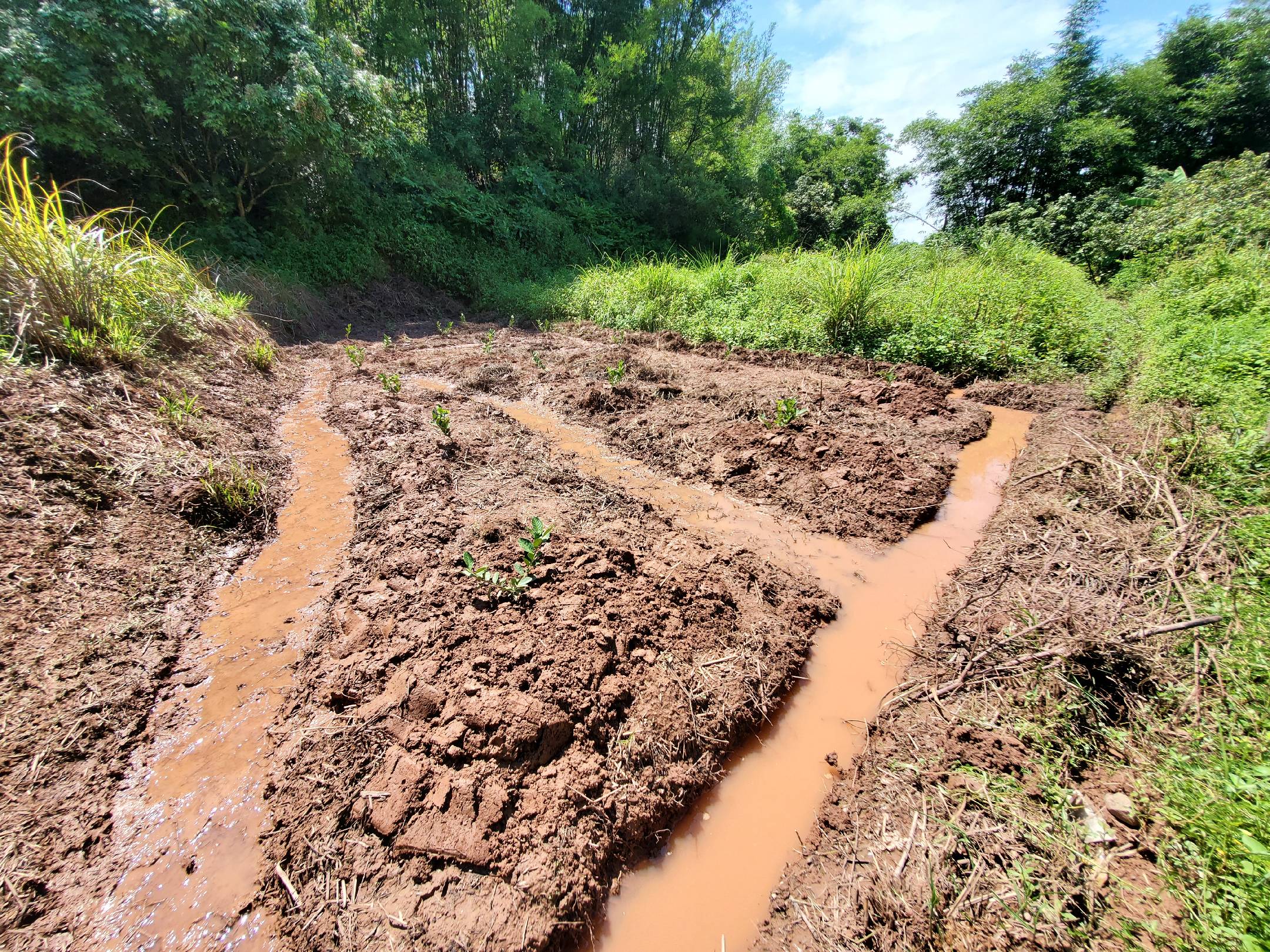 黄柠檬温室种植环境
