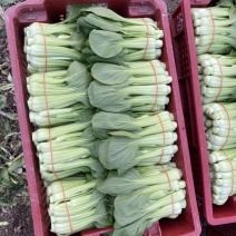 常年供应菜苔，有实力老板骚扰