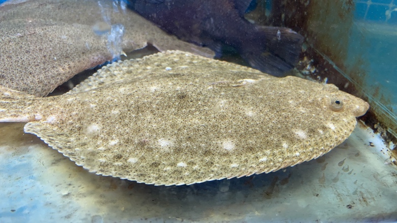 多宝鱼在自然海域中游动,身体扁平,颜色与海底相近,具有良好的伪装性 多宝鱼在自然海域中游动