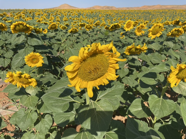 奶油南瓜田地，阳光下的金色南瓜整齐排列