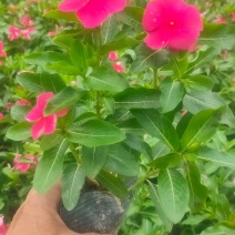 长春红花，高度20公分~25公分