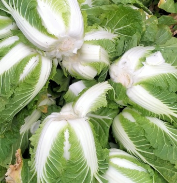 高山白菜,耐运输,品质保证,专业20年只有模仿,从未被超