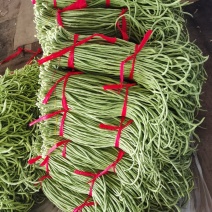 豆角万亩豇豆大量上市欢迎各位老板前来选购