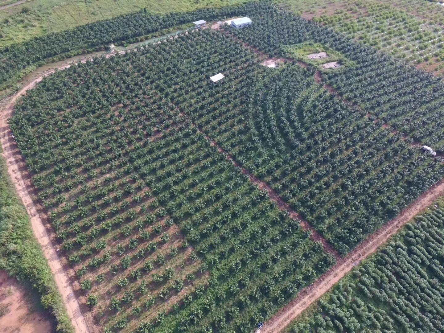 无人机航拍视角下的金黄蜜柚种植园,成片的果树整齐排列,树上挂满即将成熟的金黄色果实,田间有农民正在采摘,远处可见包装车间和冷链运输车辆,展现现代化农业场景 金黄蜜柚果园航拍