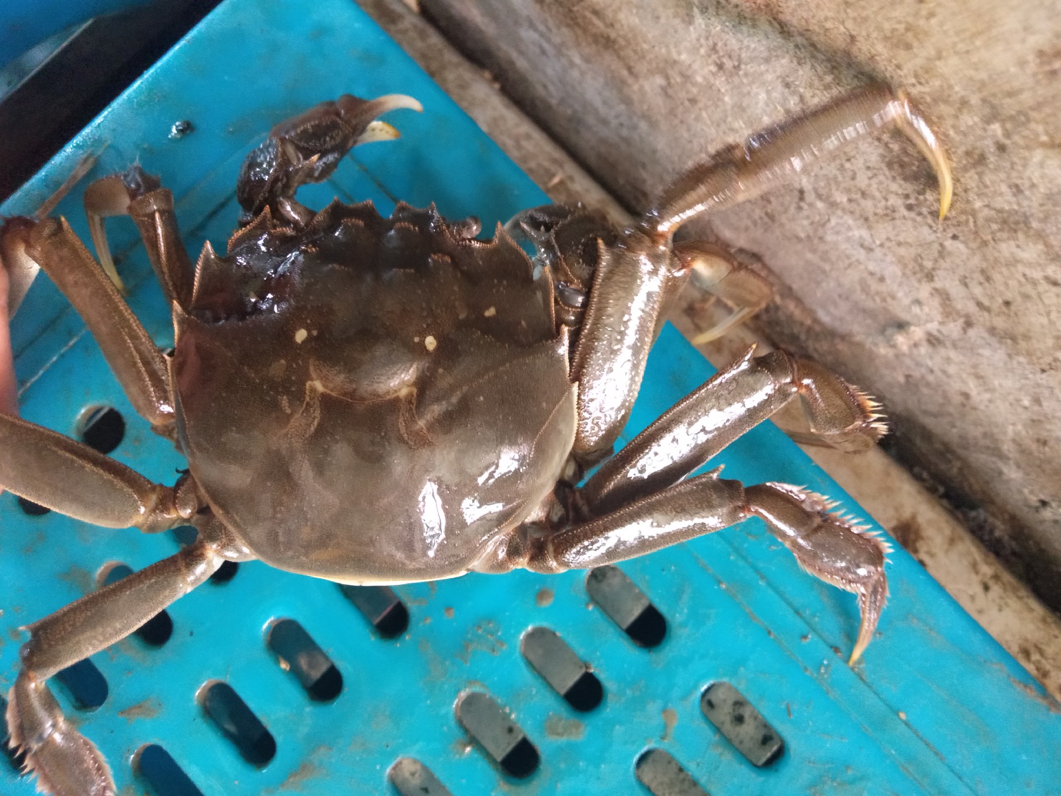远海梭子蟹特写