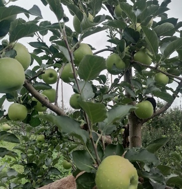 优质黄元帅苹果大量供应 质量保证代发全国