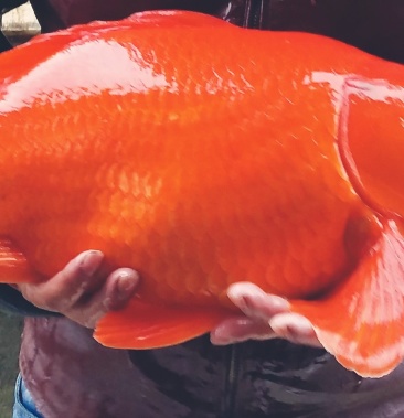 江西省婺源县特产荷包红鲤鱼又名元宝鲤1至8斤常年供货