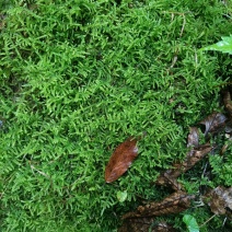 现采鲜活苔藓微景观现采DIY创意迷你植物青苔盆景假山装饰