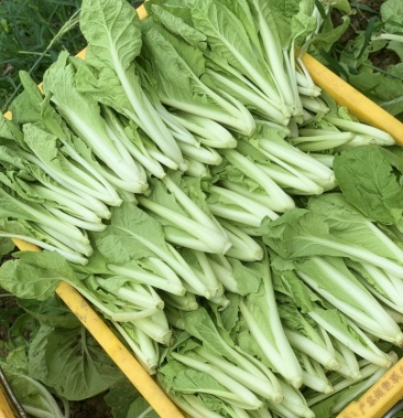 [小白菜批发]成都本地小白菜价格1.50元/斤 - 一亩田
