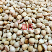 广西中药材跌打豆/华佗豆/拐子豆/白粘豆/金丝指葫芦新货